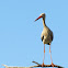 White Stork