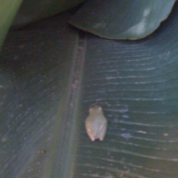 Spotting Image 1