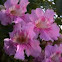 Podranea ricasoliana (Bignonia rosa)