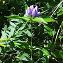 Bottle Gentian