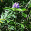 Bottle Gentian