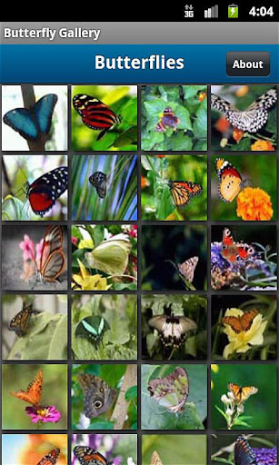 Butterfly Photo Gallery