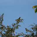 Eastern Kingbird