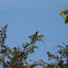 Eastern Kingbird