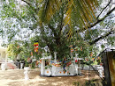 Boo Tree at Kalalgoda Temple