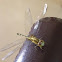 Dragon Fly