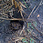 Gulf Coast Toad