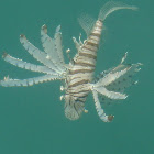Lionfish