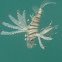 Lionfish