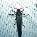 Ctenuchid Moth