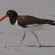 American Oystercatcher