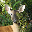 White Tailed Deer