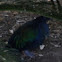 Nicobar Pigeon