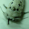 Spotted Cossid Moth