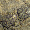 Bark Stink Bug