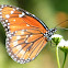 Soldier Butterfly