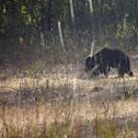 sloth bear