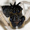 Dimorphic Jumper