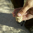 Regal Horned Lizard