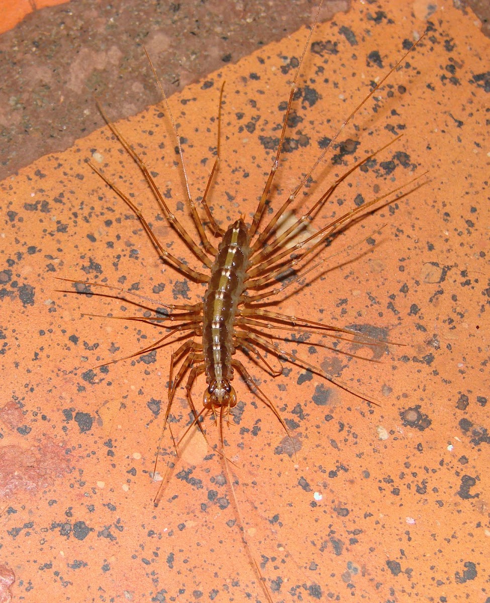 House Centipede