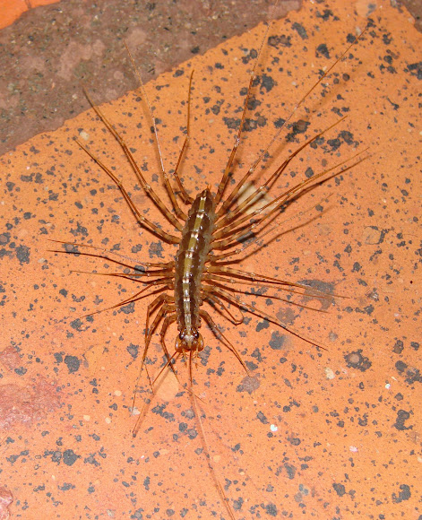 Spotting Image 1
