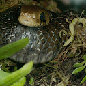 Drymarchon Culebra