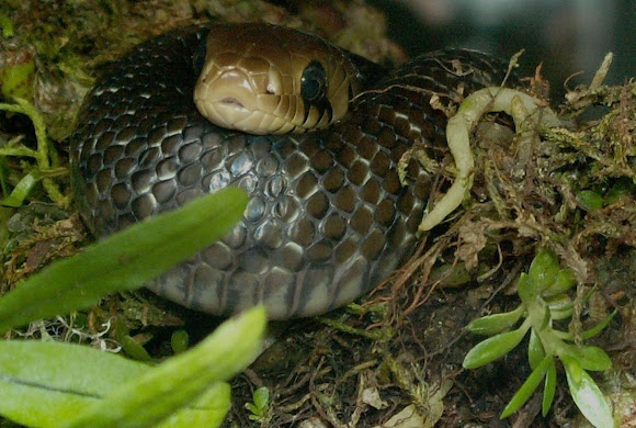 Spotting Image 1