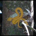 Eyelash Viper