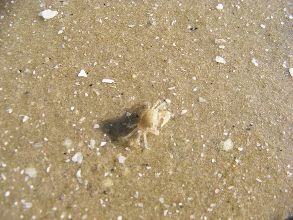 Spotting Image 1