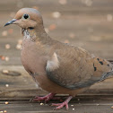 Mourning Dove