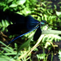 Dragon Fly