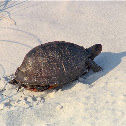 Gulf Coast box turtle