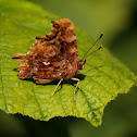 Gehakkelde aurelia (Polygonia c-album)
