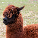 Alpaca