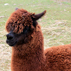 Alpaca