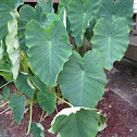 elephant ears