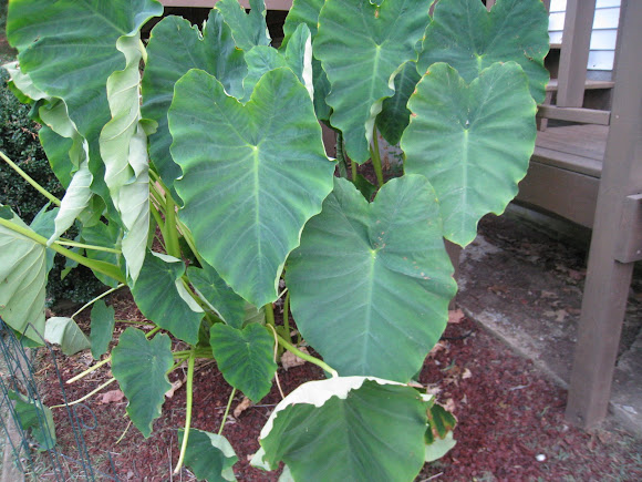 Spotting Image 1