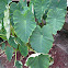 elephant ears
