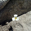Smokey Mariposa Lily