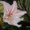 Lily amarilys