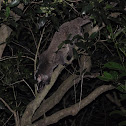 Masked Palm Civet