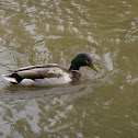 Mallard