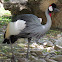 Grey crowned crane