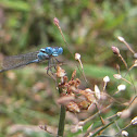 Springwater Dancer