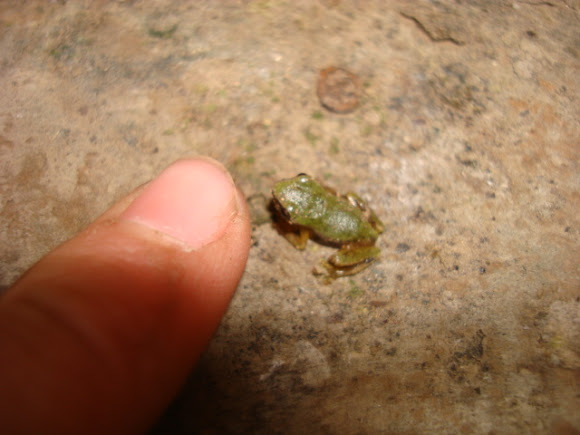 Spotting Image 1