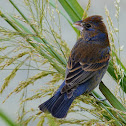 blue grosbeak