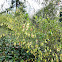 Common Broom