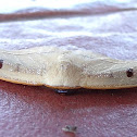 Hook tip moth