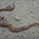 Copperhead