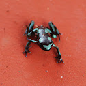 Dart Frog